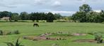 Weidegang (onbeperkt) ruime stalling voor paard of pony, Dieren en Toebehoren, Stalling en Weidegang, Weidegang