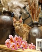Maine coon kittens XXL met stamboom polydactyl en non polyda, Dieren en Toebehoren, Katten en Kittens | Raskatten | Langhaar, Kater