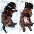 Boompoo , lief, speels, prachtige reutje, mag verhuizen, CDV (hondenziekte), 8 tot 15 weken, Eén hond, Nederland