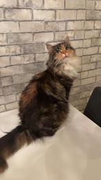 Super lief noorse boscat, Dieren en Toebehoren, Katten en Kittens | Raskatten | Korthaar, Poes, Ingeënt, 0 tot 2 jaar