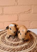 California cavia nestje - nog 2 beertjes, Cavia, Mannelijk, Tam, Oktober