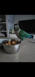 Pyrrhura, Dieren en Toebehoren, Meerdere dieren, Parkiet, Tam