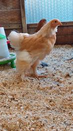 Brahma groot soort hennen, Dieren en Toebehoren, Pluimvee, Vrouwelijk, Kip