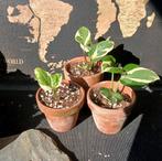 Epipremnum Aureum Njoy, Huis en Inrichting, Kamerplanten, Ophalen of Verzenden, Overige soorten, Minder dan 100 cm