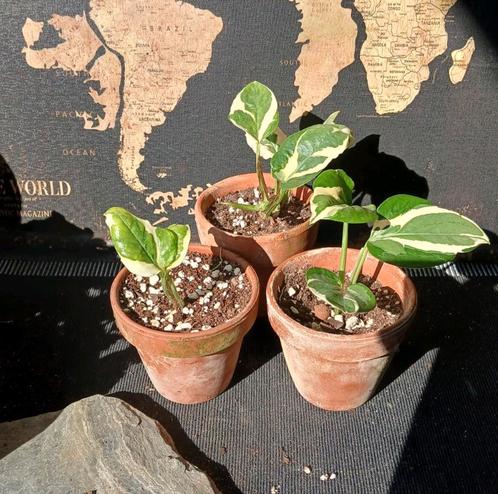 Epipremnum Aureum Njoy, Huis en Inrichting, Kamerplanten, Overige soorten, Minder dan 100 cm, Ophalen of Verzenden