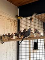 Zebravinken, Dieren en Toebehoren, Vogels | Overige Vogels, Meerdere dieren