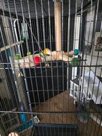 Vogelkooi, Ophalen, Nieuw, Metaal, Vogelkooi