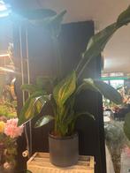 Strelitzia met pot - Paradijsvogelplant, Overige soorten, Volle zon, Vaste plant, Ophalen of Verzenden