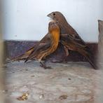 Mexicaanse Roodmus., Meerdere dieren, Tropenvogel