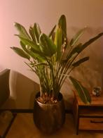 Strelitzia Reginae met pot zoekt nieuw thuis!, Tuin en Terras, Vaste plant, Bloeit niet, Halfschaduw, Ophalen