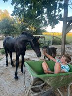 Hengstveulen Alger x Jurre, Dieren en Toebehoren, Hengst, 0 tot 2 jaar