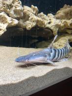 Tigrinis meerval catfish, Dieren en Toebehoren, Vissen | Aquariumvissen, Vis
