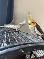 Valksparkieten, Dieren en Toebehoren, Vogels | Parkieten en Papegaaien, Meerdere dieren, Papegaai