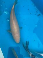 Chagoi 30cm, Dieren en Toebehoren, Vissen | Vijvervissen, Karper of Koi