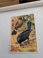 MERELPAAR.   VOOR HET KIND, Verzamelen, Ansichtkaarten | Themakaarten, Ophalen of Verzenden