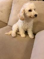 Toy poedel pups prijs verlaagd!, Dieren en Toebehoren, Honden | Poolhonden, Keeshonden en Oertypen, Rabiës (hondsdolheid), 15 weken tot 1 jaar