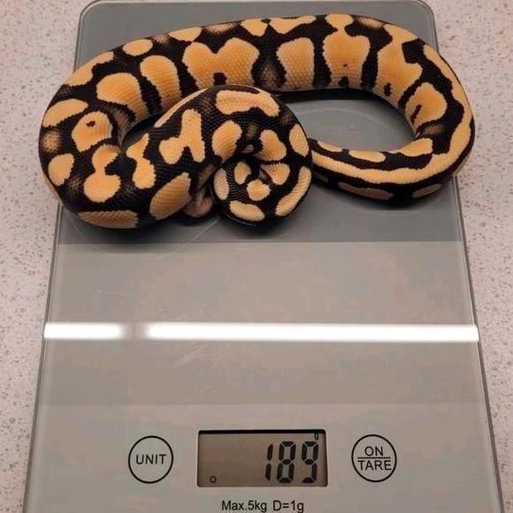 Pastel Desert Ghost Ballpython man 1.0 nk 2025