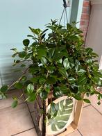 Peperomia 'Smaragd', Ophalen of Verzenden, Overige soorten, Halfschaduw, Minder dan 100 cm