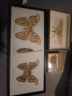 Opgezette Vlinders & Insecten in Lijst - Set van 3, Ophalen of Verzenden