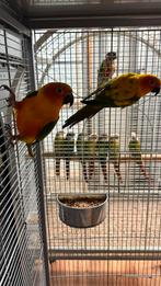 Zonneparkieten 2025, Dieren en Toebehoren, Meerdere dieren, Parkiet