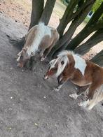 Te koop: 3 super lieve mini pony’s!, Dieren en Toebehoren, Pony's, Merrie, 0 tot 2 jaar, A pony (tot 1.17m), Recreatiepony