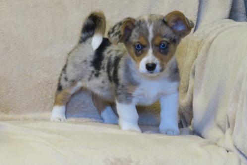 Knappe Welsh Corgi Cardigan pups, Dieren en Toebehoren, Honden | Herdershonden en Veedrijvers, Meerdere dieren, Overige rassen