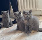 3 Britse Korthaar Kittens Raszuiver, Dieren en Toebehoren, Katten en Kittens | Raskatten | Korthaar, Meerdere dieren