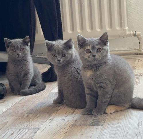 3 Britse Korthaar Kittens Raszuiver, Dieren en Toebehoren, Katten en Kittens | Raskatten | Korthaar, Meerdere dieren
