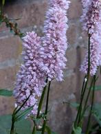Persicaria bistorta 'Superba', Tuin en Terras, Planten | Tuinplanten, Ophalen, Zomer, Volle zon
