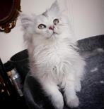 Te koop: Perzisch kitten van Ragdoll moeder – 9 weken oud