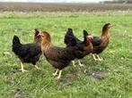 Mooie tamme Harco kippen gesekst en ingeënt | goede leggers, Dieren en Toebehoren, Pluimvee, Vrouwelijk, Kip
