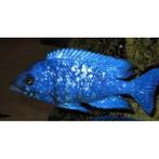 Gezocht! Placidochromis, Ophalen of Verzenden