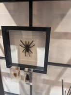 Ingelijste vogelspin, Dieren en Toebehoren, Spin of Schorpioen