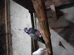 Kroppers, Dieren en Toebehoren, Vogels | Duiven, Meerdere dieren