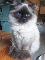 Ragdoll kittens, Dieren en Toebehoren, Katten en Kittens | Raskatten | Langhaar, Meerdere dieren, Gechipt, 0 tot 2 jaar