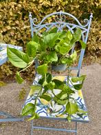 Epipremnum Marble Green Hangplant, Huis en Inrichting, Kamerplanten, Overige soorten, In pot, Minder dan 100 cm, Groene kamerplant