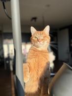 Liefste oranje kater ooit!, Kater, Kortharig, 0 tot 2 jaar