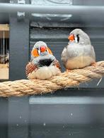 Koppel zebravinken, Dieren en Toebehoren, Vogels | Overige Vogels, Meerdere dieren, Tropenvogel, Geringd