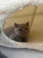 Britse korthaar kittens 2 katers beschikbaar, Dieren en Toebehoren, Katten en Kittens | Raskatten | Korthaar, Meerdere dieren