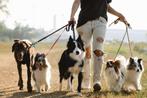 Hondenuitlaatservice in Tiel, Dieren en Toebehoren, Honden-accessoires, Ophalen of Verzenden, Nieuw