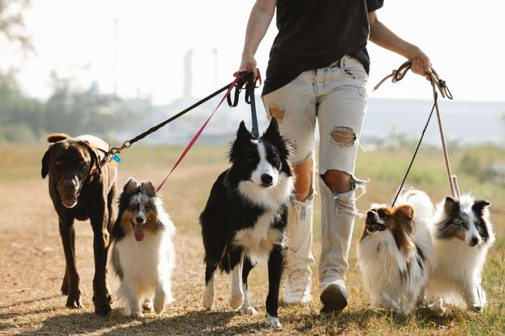 Hondenuitlaatservice in Tiel, Dieren en Toebehoren, Honden-accessoires, Nieuw, Ophalen of Verzenden