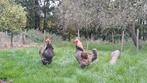 Barnevelder mooie hanen, Dieren en Toebehoren, Mannelijk, Kip