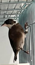 Zwarte / Black Putters Anatolia 2025, Dieren en Toebehoren, Vogels | Overige Vogels, Meerdere dieren, Wildzangvogel, Geringd