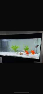 Juwel Rio 180 liter, Dieren en Toebehoren, Ophalen, Gebruikt, Leeg aquarium