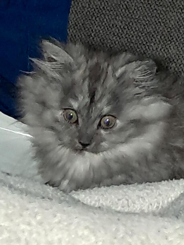 X Noorse boskat/ ragdoll, Dieren en Toebehoren, Katten en Kittens | Raskatten | Langhaar, Poes, 0 tot 2 jaar, Gechipt, Ontwormd