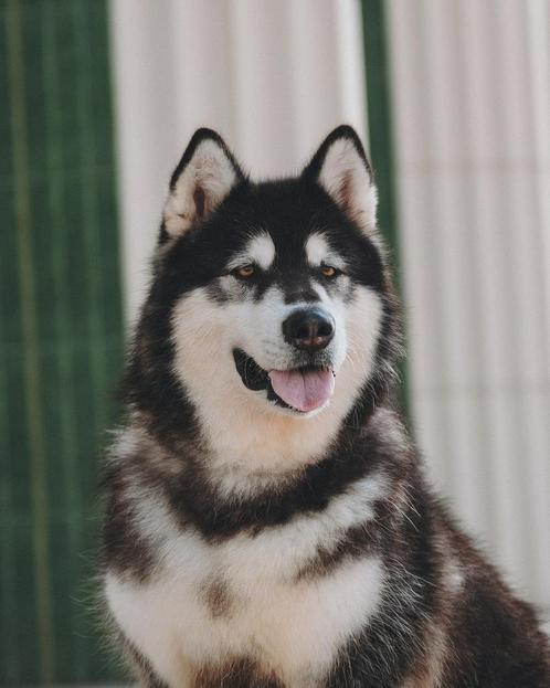 Koko zoekt haar familie, Dieren en Toebehoren, Honden | Niet-rashonden, Middel, Teef, Particulier, Eén hond, Buitenland, 3 tot 5 jaar