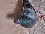 2 span postduiven., Dieren en Toebehoren, Vogels | Duiven, Meerdere dieren, Postduif
