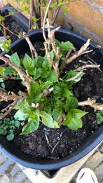 Verschillende hortensia, Tuin en Terras, Planten | Tuinplanten, Ophalen, Zomer, Overige soorten, Halfschaduw