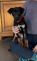 Leuke kruising pups teef en reu black and tan, Dieren en Toebehoren, Honden | Teckels en Dashonden, Standaard, CDV (hondenziekte)