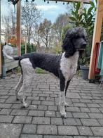 Bernedoodle puppy's aankondiging, 8 tot 15 weken, CDV (hondenziekte), Meerdere, Meerdere dieren